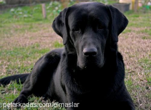 pascal Erkek Labrador Retriever