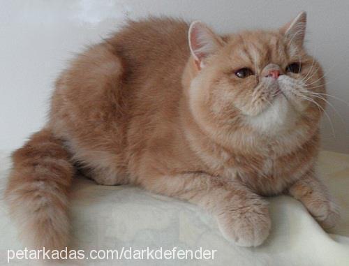 goldenlady Dişi Exotic Shorthair