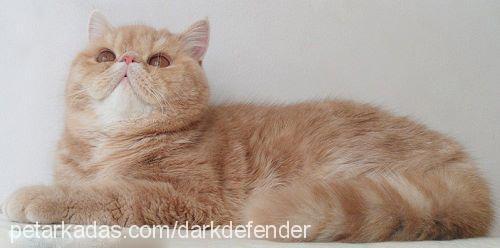 goldenlady Dişi Exotic Shorthair