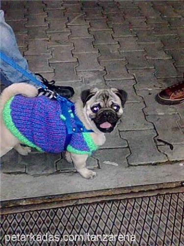 efes Erkek Pug