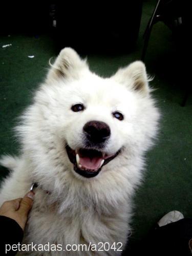 gorbi Erkek Samoyed