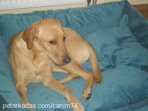 çekirdek Dişi Labrador Retriever