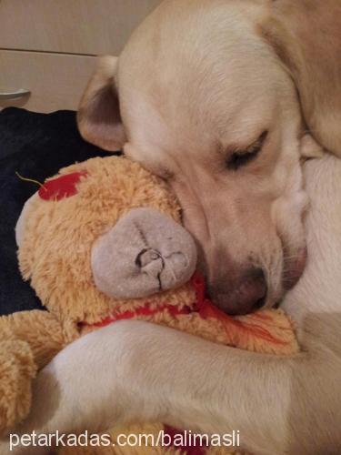 balım Dişi Labrador Retriever