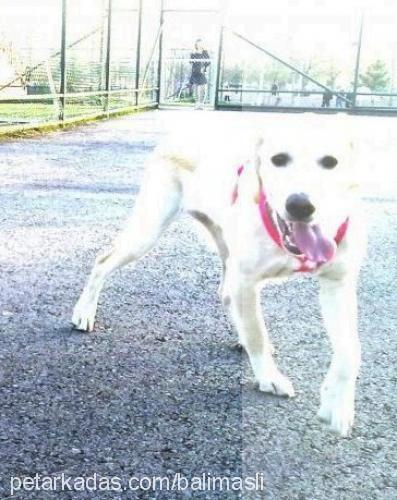 balım Dişi Labrador Retriever