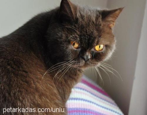 anastasİa Dişi British Shorthair