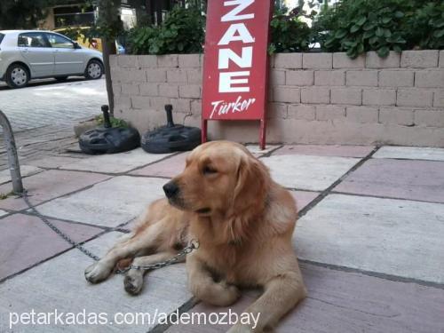 paŞa Erkek Golden Retriever