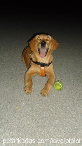 lora Dişi Golden Retriever