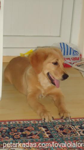 lora Dişi Golden Retriever