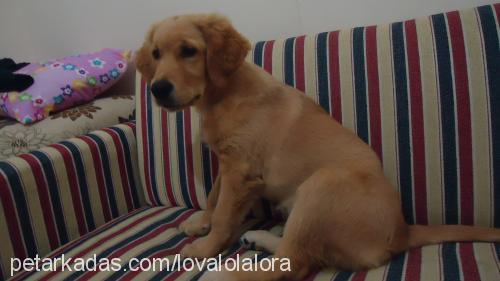 lora Dişi Golden Retriever