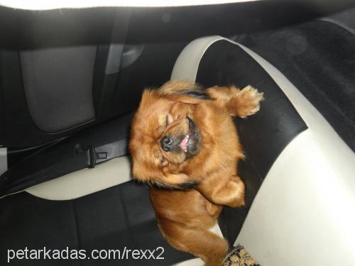 rex Erkek Pekingese