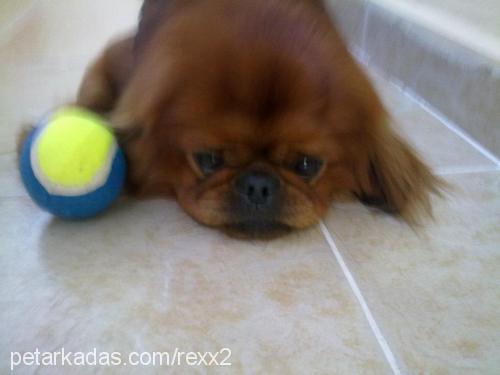 rex Erkek Pekingese