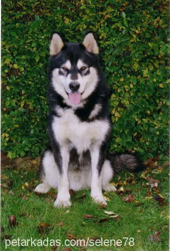 rex Erkek Alaskan Malamute