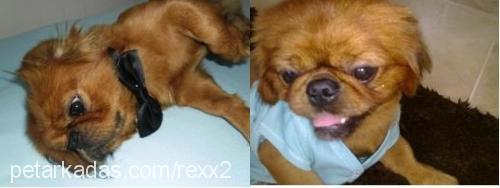 rex Erkek Pekingese