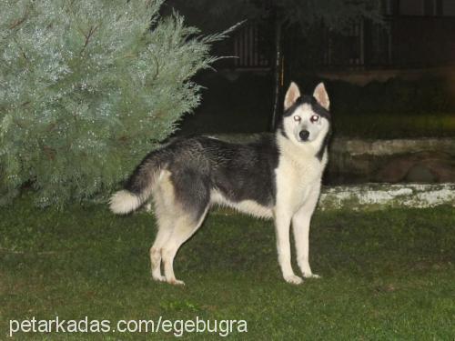 arya Dişi Sibirya Kurdu (Husky)