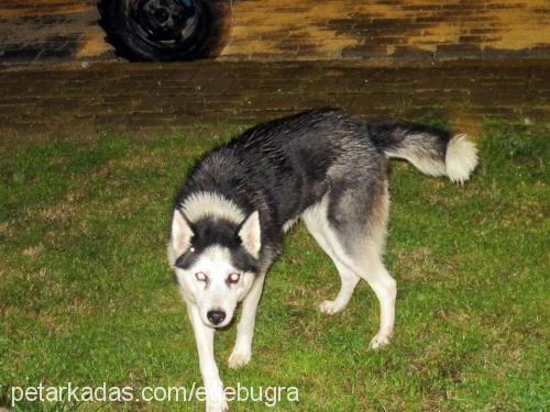 arya Dişi Sibirya Kurdu (Husky)