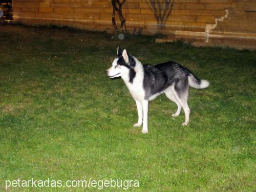 arya Dişi Sibirya Kurdu (Husky)