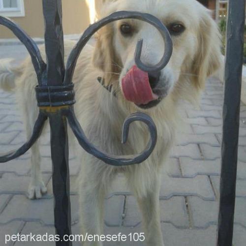 efe Erkek Golden Retriever