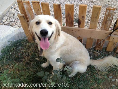 efe Erkek Golden Retriever