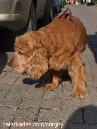 şebo Erkek İngiliz Cocker Spaniel