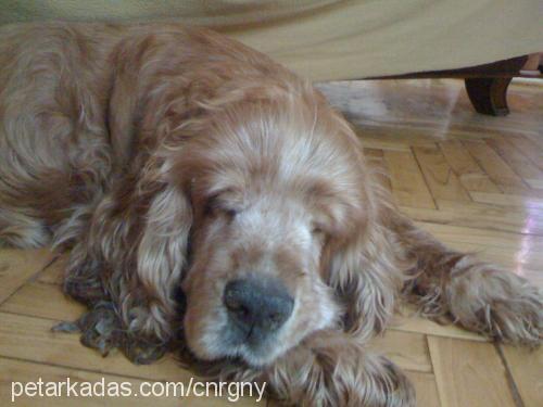 şebo Erkek İngiliz Cocker Spaniel