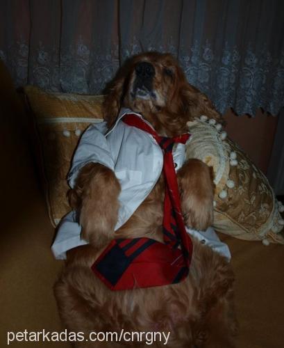 şebo Erkek İngiliz Cocker Spaniel