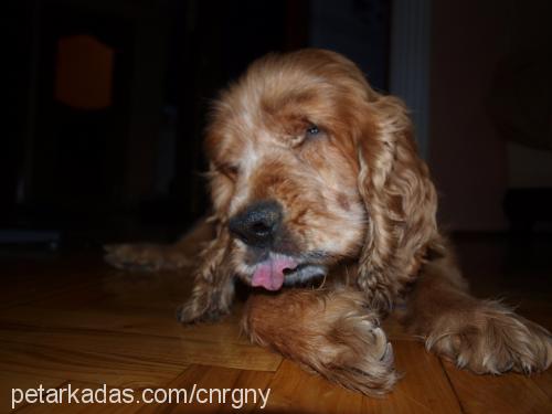 şebo Erkek İngiliz Cocker Spaniel