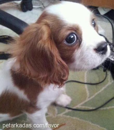 kırpıkjunior Erkek King Charles Spaniel