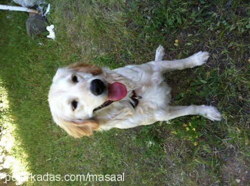 masal Dişi Golden Retriever