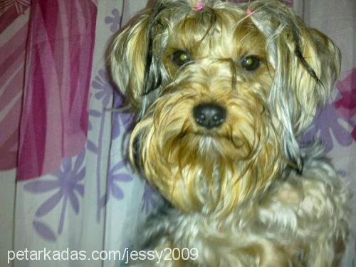 bİber Erkek Yorkshire Terrier