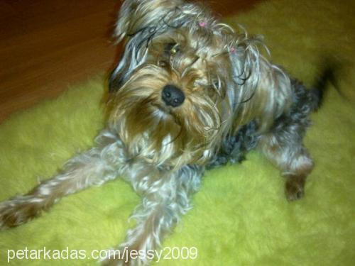 bİber Erkek Yorkshire Terrier