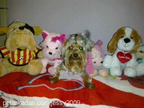 bİber Erkek Yorkshire Terrier