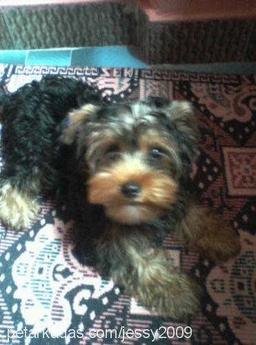 bİber Erkek Yorkshire Terrier