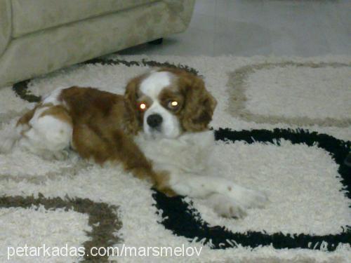 bob Erkek King Charles Spaniel