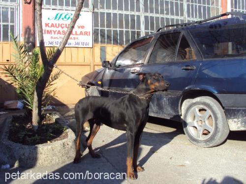 caj Erkek Doberman Pinscher