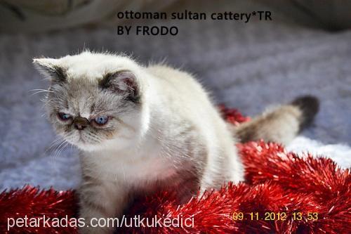 frodo Erkek Exotic Shorthair