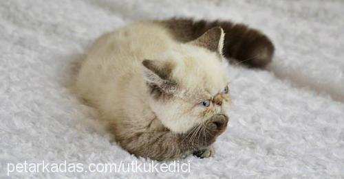 frodo Erkek Exotic Shorthair