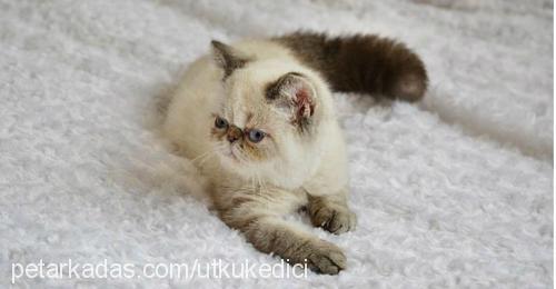 frodo Erkek Exotic Shorthair