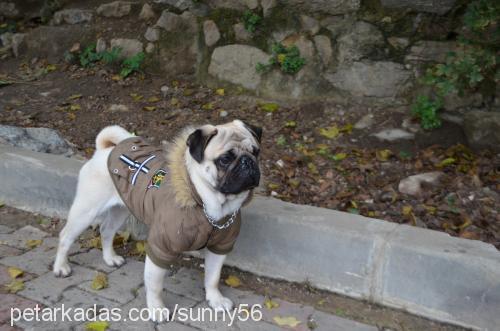 sunny56 Erkek Pug