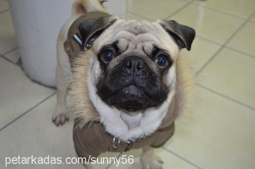 sunny56 Erkek Pug