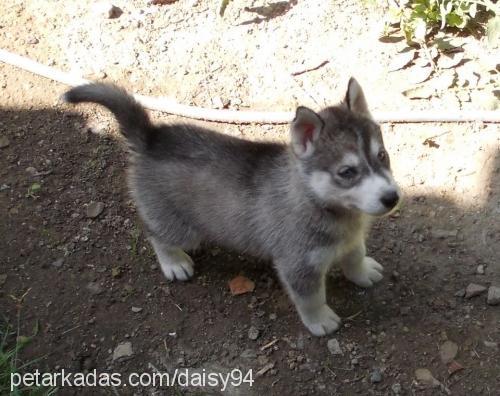 daisy Dişi Sibirya Kurdu (Husky)