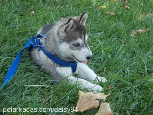 daisy Dişi Sibirya Kurdu (Husky)