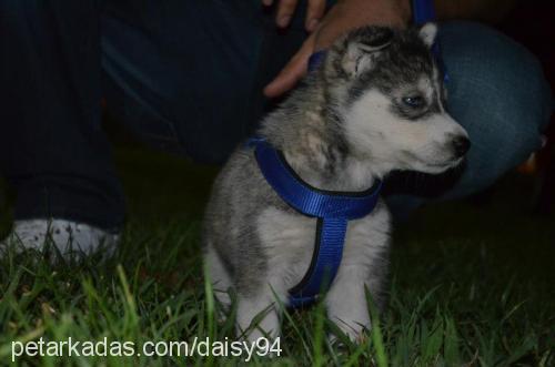 daisy Dişi Sibirya Kurdu (Husky)