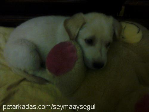 paşa Erkek Labrador Retriever