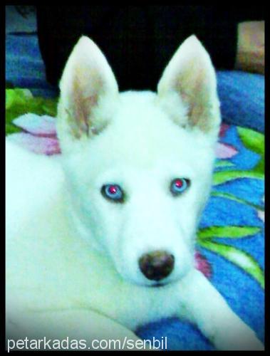 max Dişi Sibirya Kurdu (Husky)