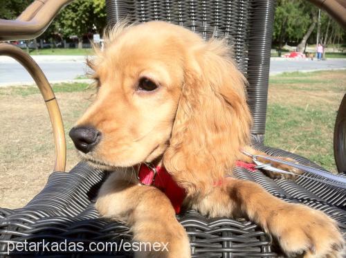 mex Erkek İngiliz Cocker Spaniel