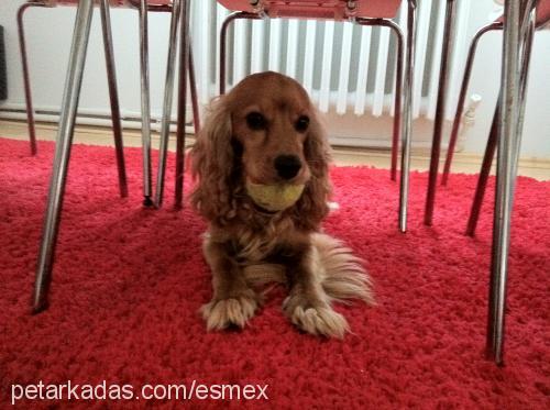 mex Erkek İngiliz Cocker Spaniel