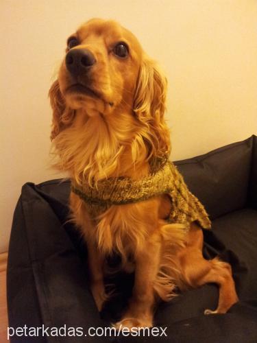 mex Erkek İngiliz Cocker Spaniel