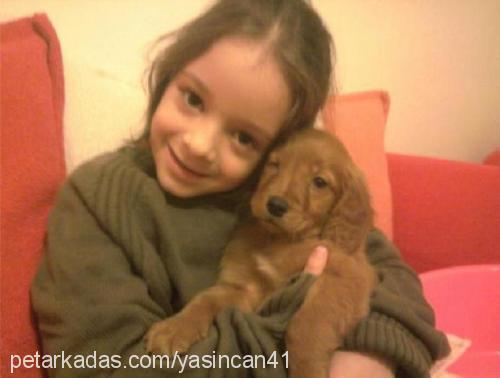 alice Dişi Golden Retriever