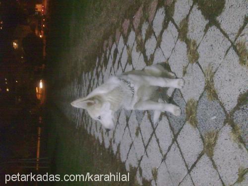 paşa Erkek Alaskan Malamute