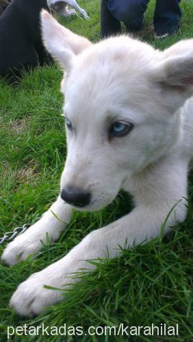 paşa Erkek Alaskan Malamute